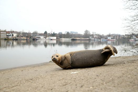 Freddie Mercury the seal on the River Thames