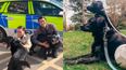 Stolen dogs reunited with owners after plea goes viral