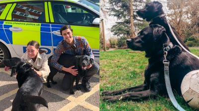 Stolen dogs reunited with owners after plea goes viral