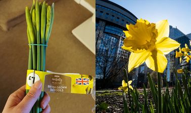 Woman discovers daffodils in the fridge after husband confuses them for spring onions