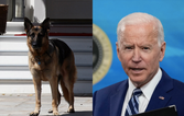 Joe Biden’s dog Major has bitten another White House employee