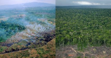 Amazon rainforest is emitting more greenhouse gases than it absorbs