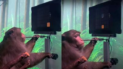 Elon Musk’s Neuralink company shares video of monkey playing Pong with just its mind