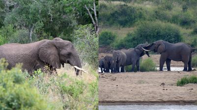 Suspected poacher killed by elephants in South Africa national park