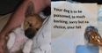 Woman finds poisoned bone with note left for dog ‘who barked too much’