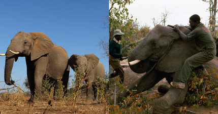 Zimbabwe to sell endangered elephants for hunts to raise money lost during Covid