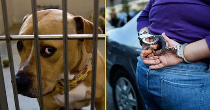 Animal Welfare Bill for tougher sentences on animal cruelty becomes law today