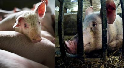 Investigation launched as pigs hammered to death at “high-welfare” farm