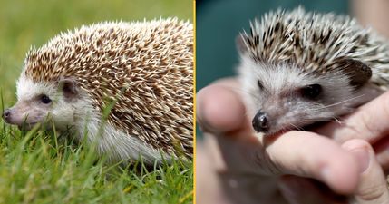 Teenagers ‘force hedgehog to inhale cannabis before throwing it in river’