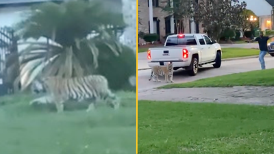 Tiger roaming street in Houston ends in tense stand off