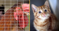 Animals to be formally recognised as “sentient beings” in UK law