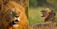 Ten percent of men believe they could beat a lion in a fist fight, according to survey