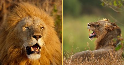 Ten percent of men believe they could beat a lion in a fist fight, according to survey