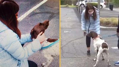 TV reporter rescues stolen dog live on air while reporting on its theft