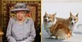 Puppy given to Queen while Prince Philip was in hospital has died