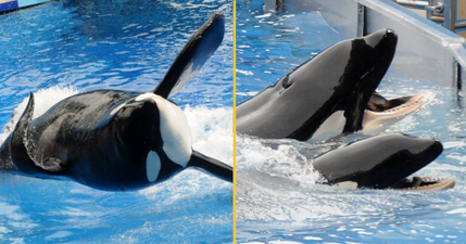 SeaWorld trainer’s final moments revealed as whale performed ‘deep dive’ with her body