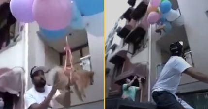 YouTuber arrested for tying dog to balloons and sending into the air