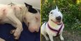 Dog stabbed seven times and left to die is now living her best life