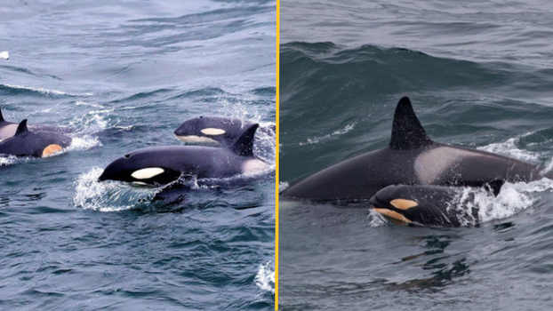 Killer whales spotted off the coast of Cornwall