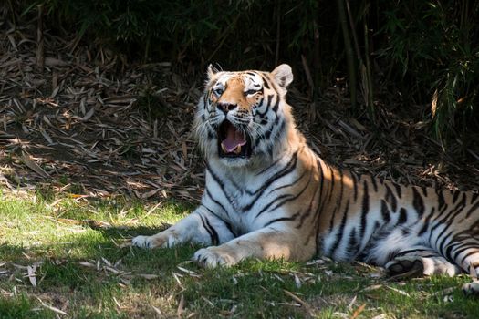 Infamous Bengal tiger poacher, Habib Talukder, has been arrested after 20 years on the run