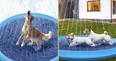 Dog paddling pool with sprinklers looks so good I might get one for myself