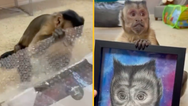 Beloved TikTok star and Capuchin Monkey George has passed away