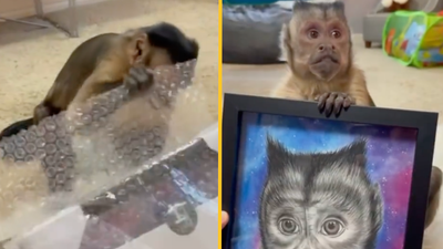 Beloved TikTok star and Capuchin Monkey George has passed away