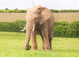 Young elephant dies in Somerset zoo attack