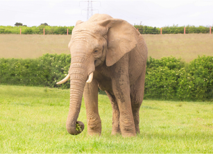 Young elephant dies in Somerset zoo attack