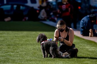 30,000 sign petition calling for fines for people who walk dogs in heatwaves