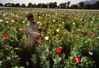 Afghanistan ‘will not be a country of opium cultivation anymore’, Taliban states