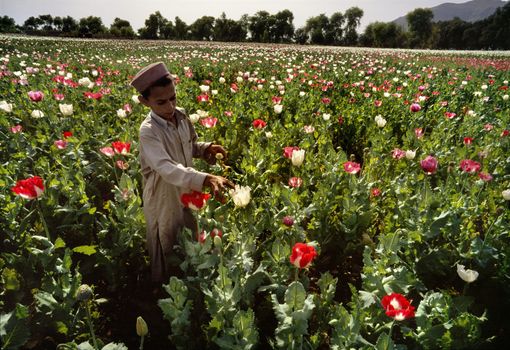 Opium trade to be banned in Afghanistan