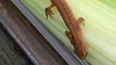 Newt found hiding in pack of Aldi celery adopted as pet