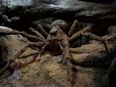 Thousands of giant spiders ‘the size of your hand’ set to invade UK homes