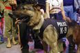 US military abandons dozens of service dogs after pulling out of Kabul