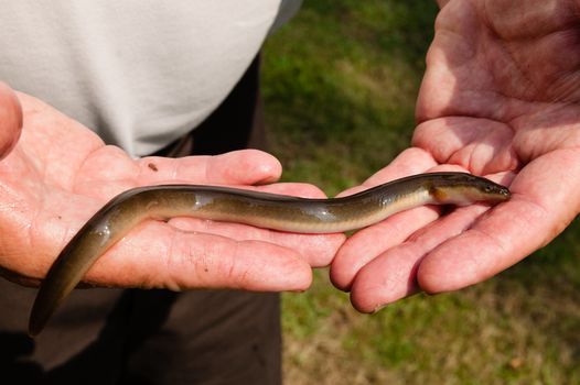 Man puts eel up his bum - Credit: Chesapeake Bay Program @ Flickr