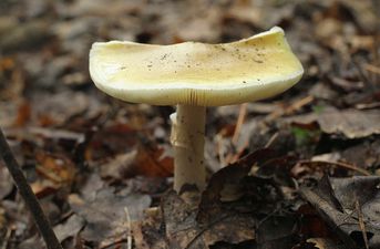 Afghan refugee dies in Poland after eating mushrooms