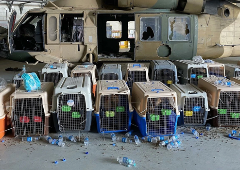 The Pentagon confirms no dogs were left behind in Afghanistan