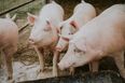 Farmers could be forced to kill and burn nearly 100,000 pigs due to a post-Brexit