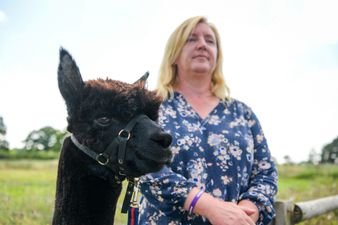 Post-mortem of Geronimo the alpaca shows no evidence he had TB