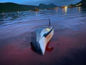 Faroe Islands to review dolphin hunt after global outrage