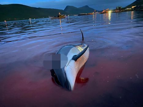 Faroe Islands to review annual whale and dolphin hunt