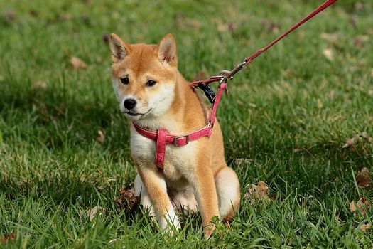 Dog owners using harnesses could be fined £5,000