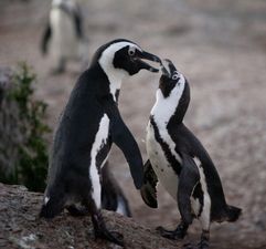 Swarm of bees kill 60 penguins by stinging them in the eyes