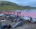 Dozens more dolphins in Faroe Islands killed less than two weeks after record slaughter