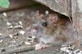 Giant rats ‘the size of cats’ invading British homes through our toilets, expert warns