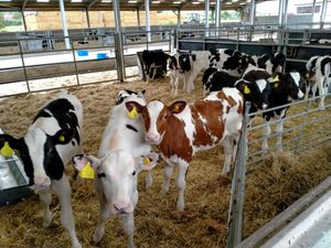 ‘Happy cows’: Can experts really make cows smile on way to slaughterhouse?