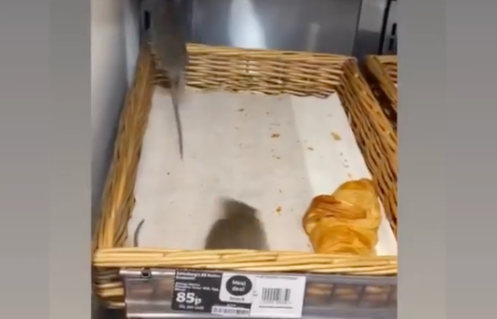 Rats filmed in pastry section of Sainsbury's