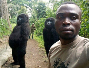 Gorilla from viral selfie dies in arms of man who rescued her as an infant