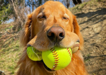 Golden Retriever breaks Guinness world record for most tennis balls in mouth